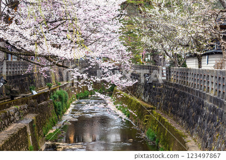 200412 Enakogawa Sakura m182 123497867