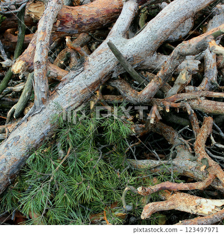 Green spruce paws and cuttings of branches after harvesting pine trees Green spruce paws and cuttings of branches after harvesting pine trees 123497971
