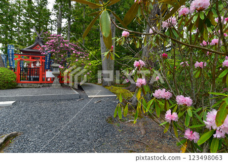 Mount Koya Danjo Garan: Zennyoryuosha Shrine and Rhododendrons 123498063