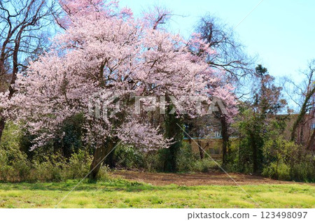Cherry blossoms blooming in fallow fields in the countryside: Spring scenery 123498097