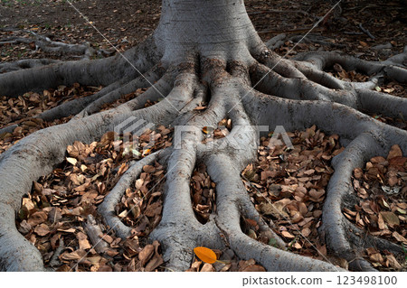 A close-up of a tree's intricate roots sprawling across the ground, surrounded by a carpet of dried leaves, showcasing nature's texture and patterns. 123498100