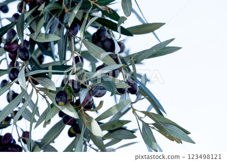 Vibrant olive branches adorned with dark, ripe olives against a soft background, showcasing the beauty of nature and the harvest. Vibrant olive branches adorned with dark, ripe olives against a soft background, showcasing the beauty of nature and the harvest. 123498121