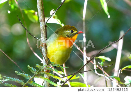 可愛又美麗的紅嘴豹，它從哪裡冒出來就停在我的面前 123498315
