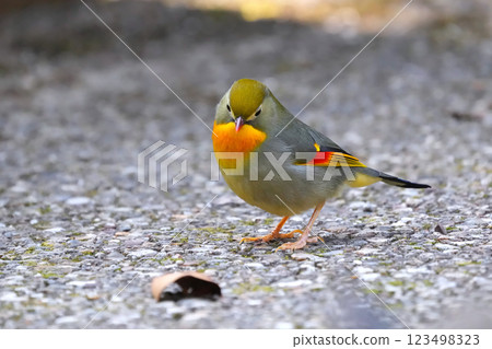 可愛又美麗的紅嘴豹，它從哪裡冒出來就停在我的面前 123498323