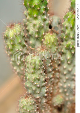 cactus , ERIOCEREUS Harrisia jusbertii or cactus or Fairytale castle or Cereus peruvianus or mammillaria cactus , ERIOCEREUS Harrisia jusbertii or cactus or Fairytale castle or Cereus peruvianus or mammillaria 123498502