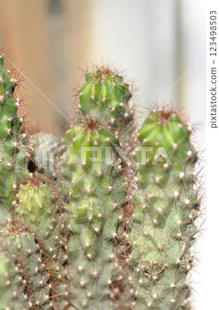 cactus , ERIOCEREUS Harrisia jusbertii or cactus or Fairytale castle or Cereus peruvianus or mammillaria cactus , ERIOCEREUS Harrisia jusbertii or cactus or Fairytale castle or Cereus peruvianus or mammillaria 123498503