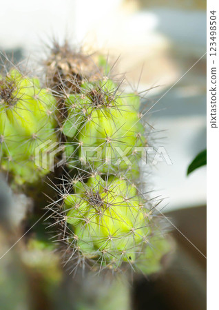 cactus , ERIOCEREUS Harrisia jusbertii or cactus or Fairytale castle or Cereus peruvianus or mammillaria cactus , ERIOCEREUS Harrisia jusbertii or cactus or Fairytale castle or Cereus peruvianus or mammillaria 123498504