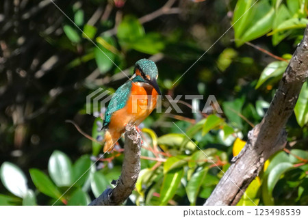 A cute and beautiful kingfisher that came out of nowhere and stopped in front of me 123498539