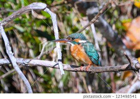 A cute and beautiful kingfisher that came out of nowhere and stopped in front of me 123498541