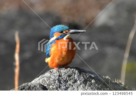 一隻不知從哪兒冒出來停在我面前的可愛美麗的翠鳥 一隻不知從哪兒冒出來停在我面前的可愛美麗的翠鳥 123498545