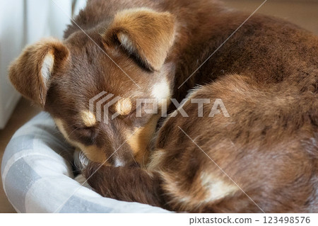 Brown sleeping puppy in a dog bed Brown sleeping puppy in a dog bed 123498576