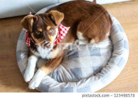 Brown puppy lying down in a dog bed 123498578