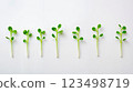 A row of green sprouts growing out of a white surface 123498719