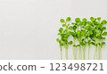 A bunch of green plants that are growing out of the ground 123498721