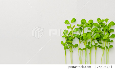 A bunch of green plants that are growing out of the ground 123498721