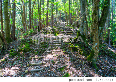 [Japan's Top 100 Castles] Arikoyama Castle in early summer - Mountain path to the top of the mountain - Izushi-cho, Toyooka City, Hyogo Prefecture 123498843