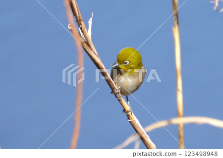White-eye White-eye 123498948