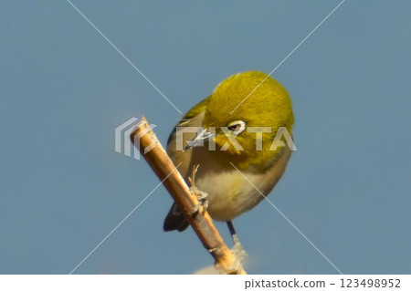 白眼 白眼 123498952