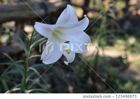 一朵百合花的特寫 一朵百合花的特寫 123498973