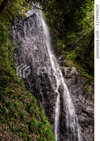 [Japan's Top 100 Waterfalls] Early summer scenery of Saruo Falls, top 8, Kami Town, Mikata District, Hyogo Prefecture 123499029