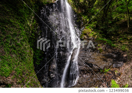 [Japan's 100 Best Waterfalls] Early summer scenery of Saruo Falls, top 15, Kami Town, Mikata District, Hyogo Prefecture 123499036