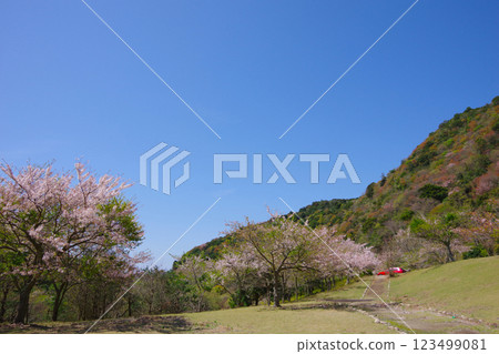 Cherry blossoms bloom at Dainichi Dam Park in Minamiawaji City, Hyogo Prefecture Cherry blossoms bloom at Dainichi Dam Park in Minamiawaji City, Hyogo Prefecture 123499081