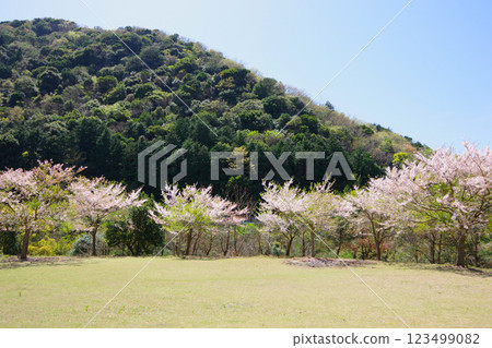 Cherry blossoms bloom at Dainichi Dam Park in Minamiawaji City, Hyogo Prefecture Cherry blossoms bloom at Dainichi Dam Park in Minamiawaji City, Hyogo Prefecture 123499082