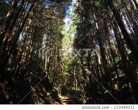 雪松森林 雪松森林 123499331