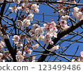 Cherry blossoms blooming in the cold February sky 123499486