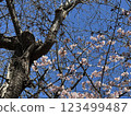 Cherry blossoms blooming in February and blue skies 123499487