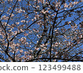 Cherry blossoms blooming in February and blue skies 123499488