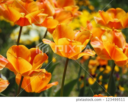 Bright orange tulips Apeldon Elite 123499511