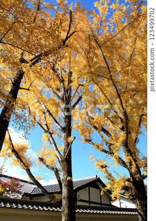 櫻花馬場：城彩園旁的銀杏樹成行，黃葉美景 123499702