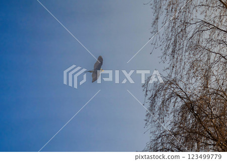 Northern goshawk accipiter gentilis adult flying in blue sky. Northern goshawk accipiter gentilis adult flying in blue sky. 123499779