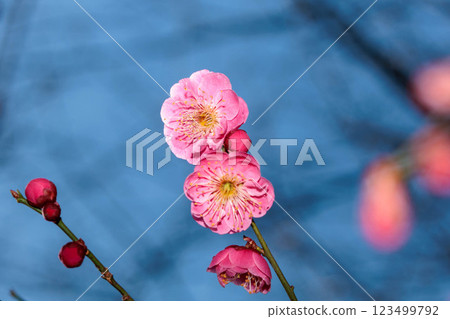 紅色李子開花在早期的春天 紅色李子開花在早期的春天 123499792