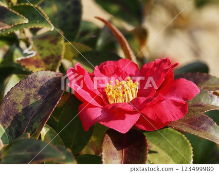 Sasanqua花 Sasanqua花 123499980