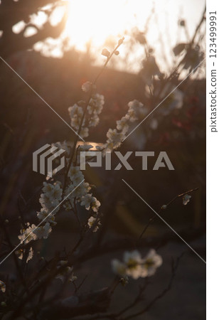 Plums lit by the setting sun Plums lit by the setting sun 123499991