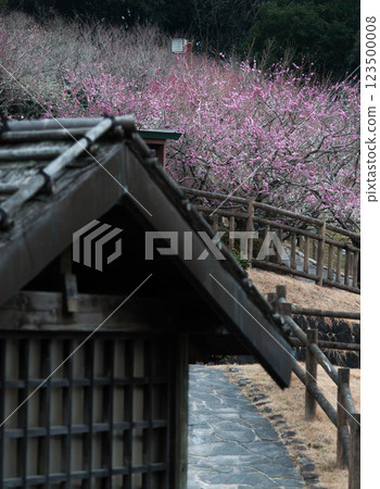 赤塚山公園梅花節上紅梅盛開 赤塚山公園梅花節上紅梅盛開 123500008