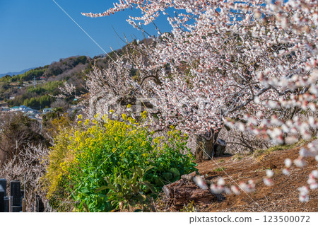 Soga plum blossoms and rape blossoms: Spring scenery at Tajima Pass Soga plum blossoms and rape blossoms: Spring scenery at Tajima Pass 123500072