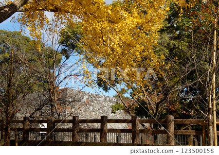 Sakuranobaba: A row of ginkgo trees next to Josaien, a landscape of yellow leaves Sakuranobaba: A row of ginkgo trees next to Josaien, a landscape of yellow leaves 123500158