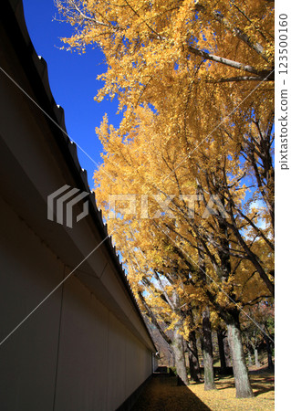 Sakuranobaba: A row of ginkgo trees next to Josaien, a landscape of yellow leaves 123500160