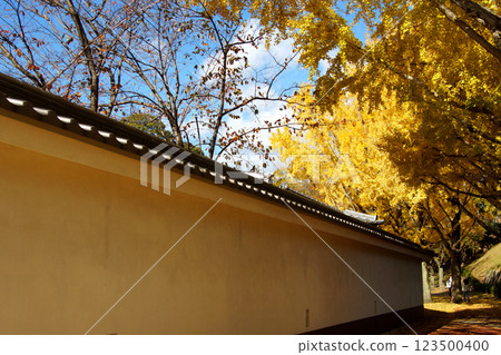 櫻花馬場:城彩園旁的銀杏樹成行,黃葉美景 櫻花馬場:城彩園旁的銀杏樹成行,黃葉美景 123500400