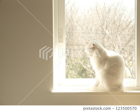 White cat on the window 123500570