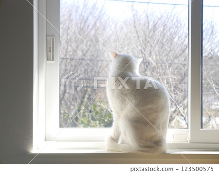 White cat on the window White cat on the window 123500575