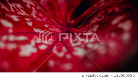 Attenuata soft and blurred focus, Natural abstract, blurred background, bold red Colored. Dark moody feel. Love concept. 123500590