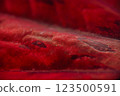 Attenuata soft and blurred focus, Natural abstract, blurred background, bold red Colored. Dark moody feel. Love concept. 123500591
