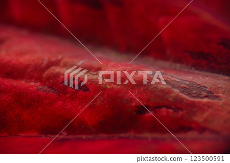 Attenuata soft and blurred focus, Natural abstract, blurred background, bold red Colored. Dark moody feel. Love concept. 123500591