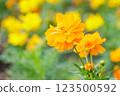 Yellow flower, Closeup of yellow Cosmos flower on blurred green background under sunlight with copy space using as background natural flora landscape, ecology cover page concept. 123500592