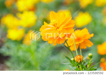 Yellow flower, Closeup of yellow Cosmos flower on blurred green background under sunlight with copy space using as background natural flora landscape, ecology cover page concept. 123500592