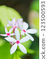 White and pink flower Kopsia rosea, fruticosa, fully blooming  in the garden 123500593